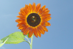 Tournesol gite saillans