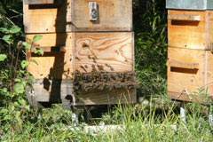 Bienen