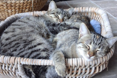 chat sieste gite saillans