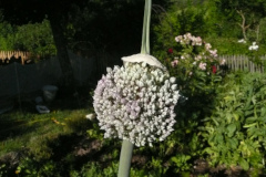 La floraison des oignons
