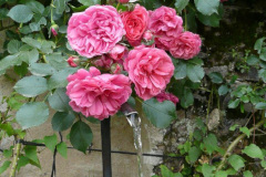 Fontaine et roses gite saillans