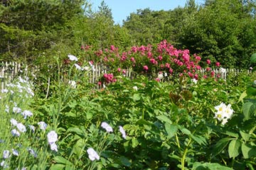 Biogarten