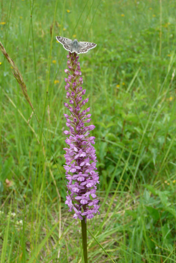 faune et flore gite nature saillans