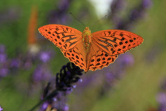 papillon gite saillans
