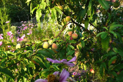 Pêches de vigne