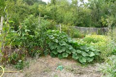 Jardinage sur botte de paille